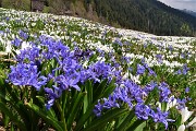 64 Distese di crocus bianchi e scilla bifolia azzurro-violetto